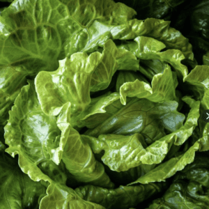 Fresh green lettuce leaves forming a dense head.